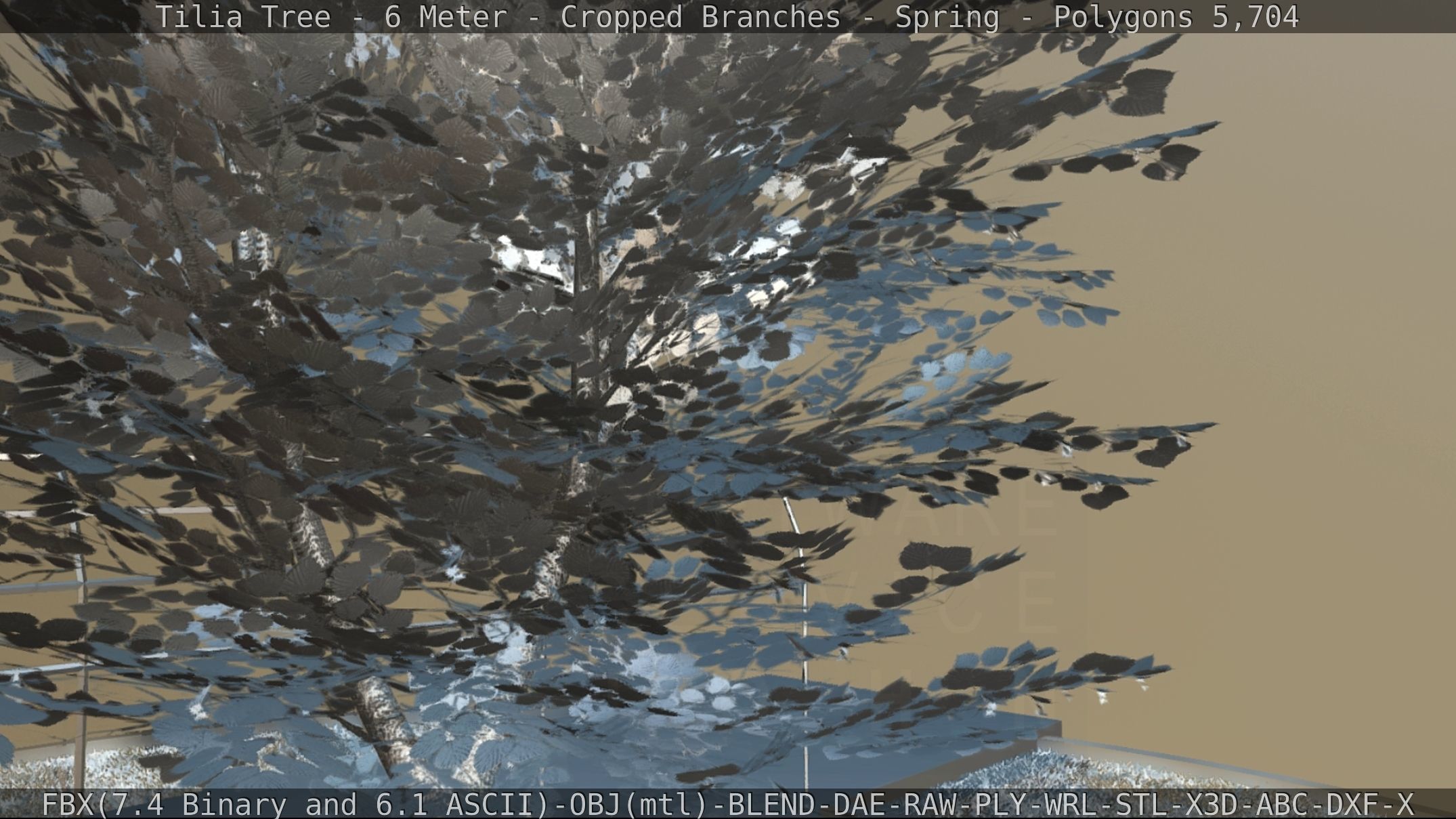 Tilia Tree - 6 Meter - Cropped Branches - Spring Low-poly 3D model_70