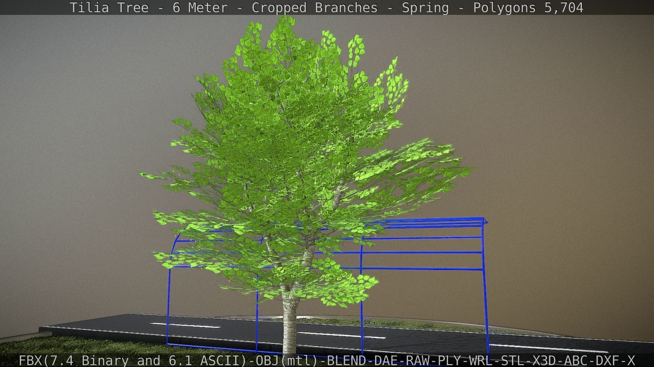 Tilia Tree - 6 Meter - Cropped Branches - Spring Low-poly 3D model_15