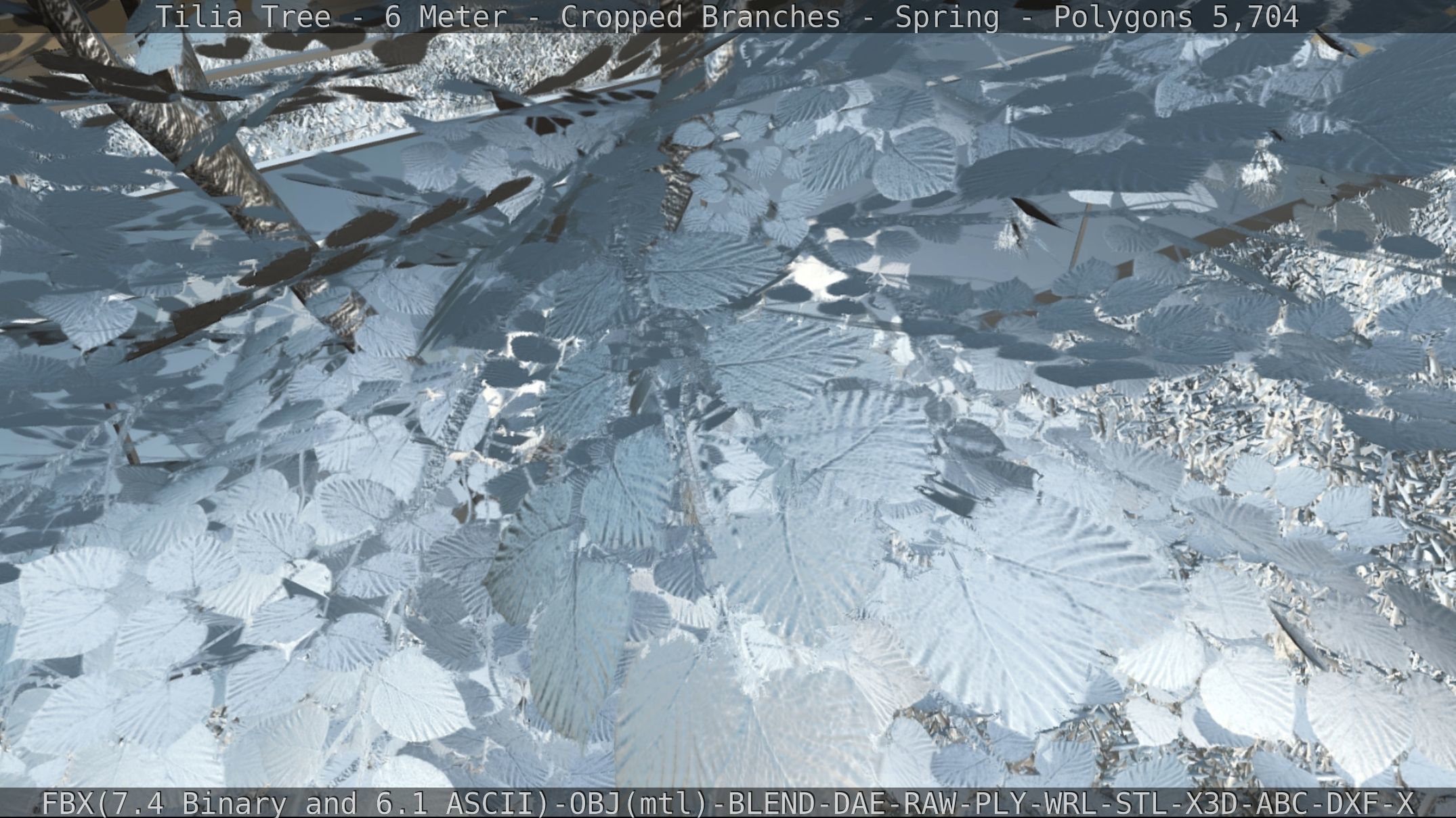 Tilia Tree - 6 Meter - Cropped Branches - Spring Low-poly 3D model_77