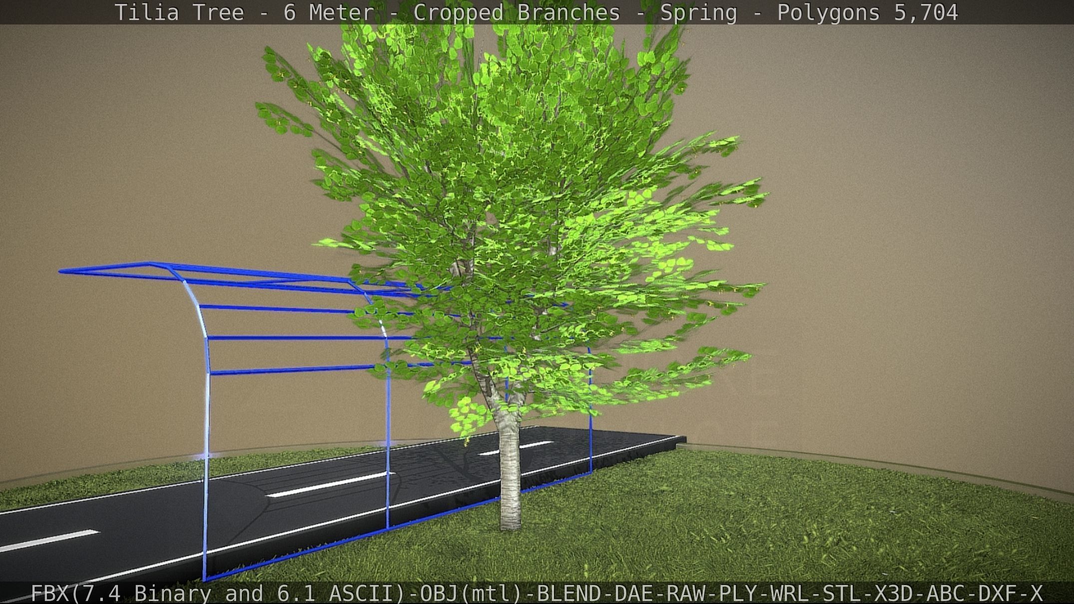 Tilia Tree - 6 Meter - Cropped Branches - Spring Low-poly 3D model_43