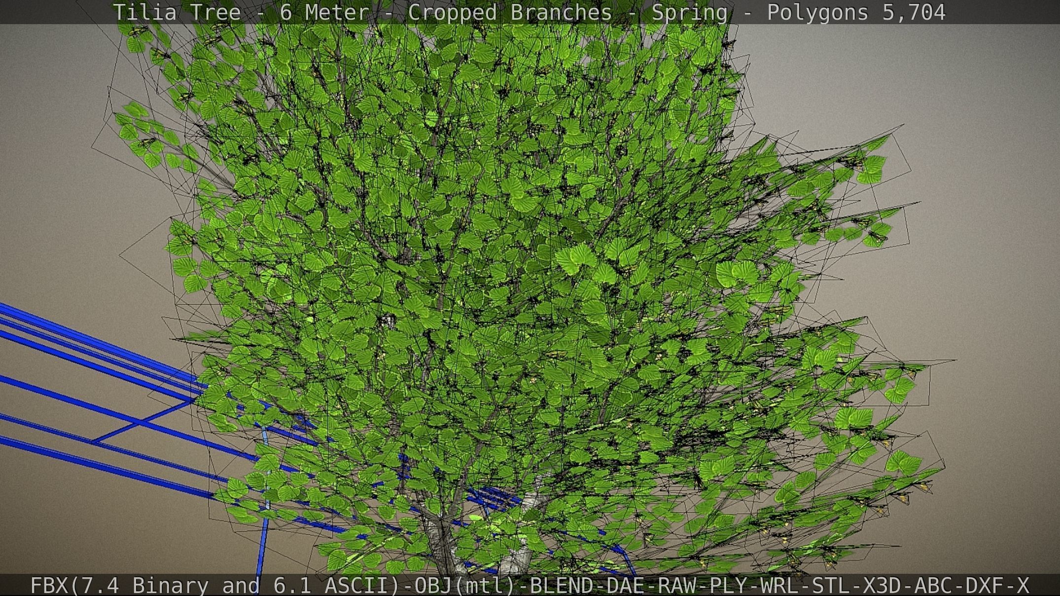 Tilia Tree - 6 Meter - Cropped Branches - Spring Low-poly 3D model_62