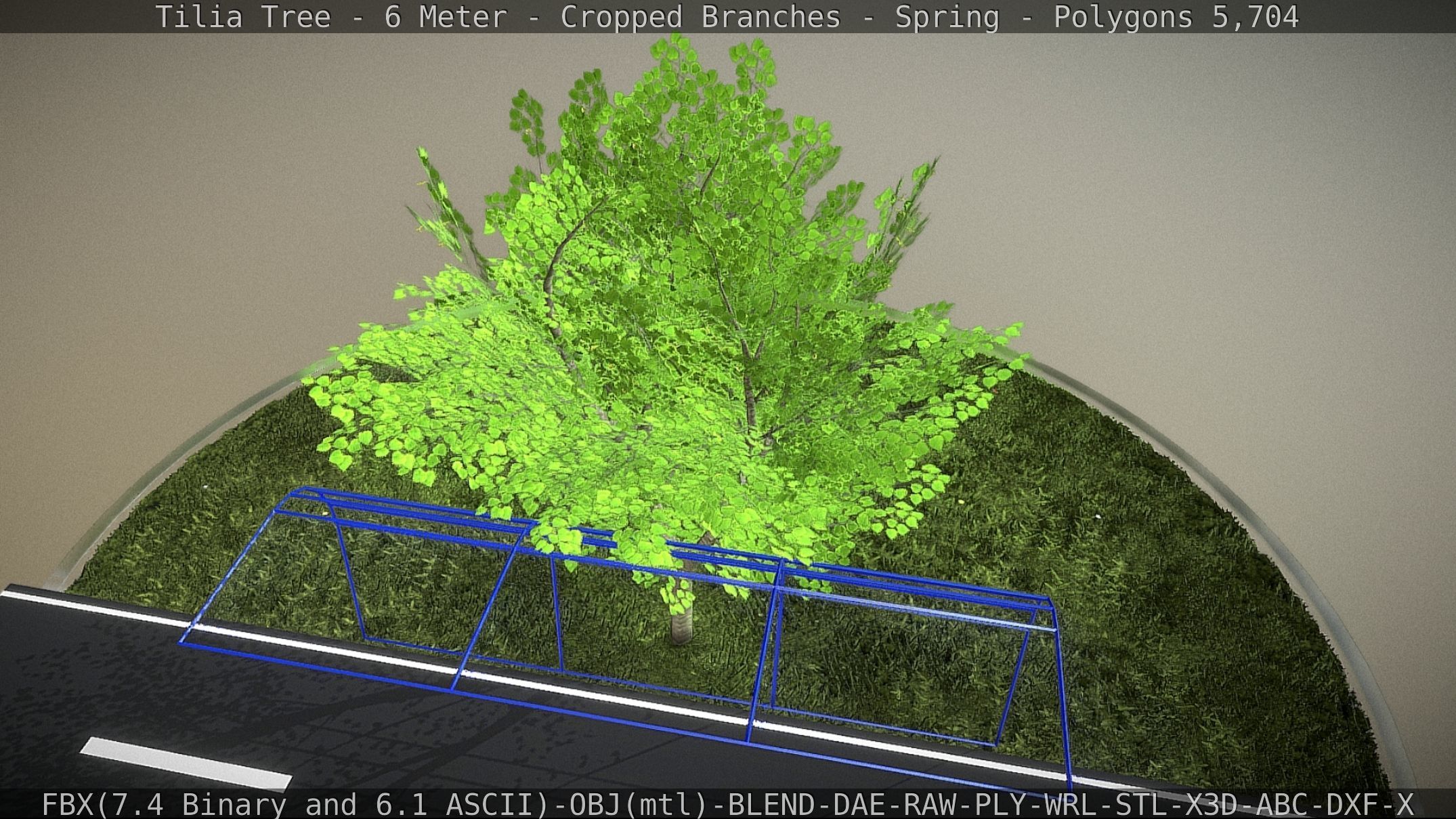 Tilia Tree - 6 Meter - Cropped Branches - Spring Low-poly 3D model_17