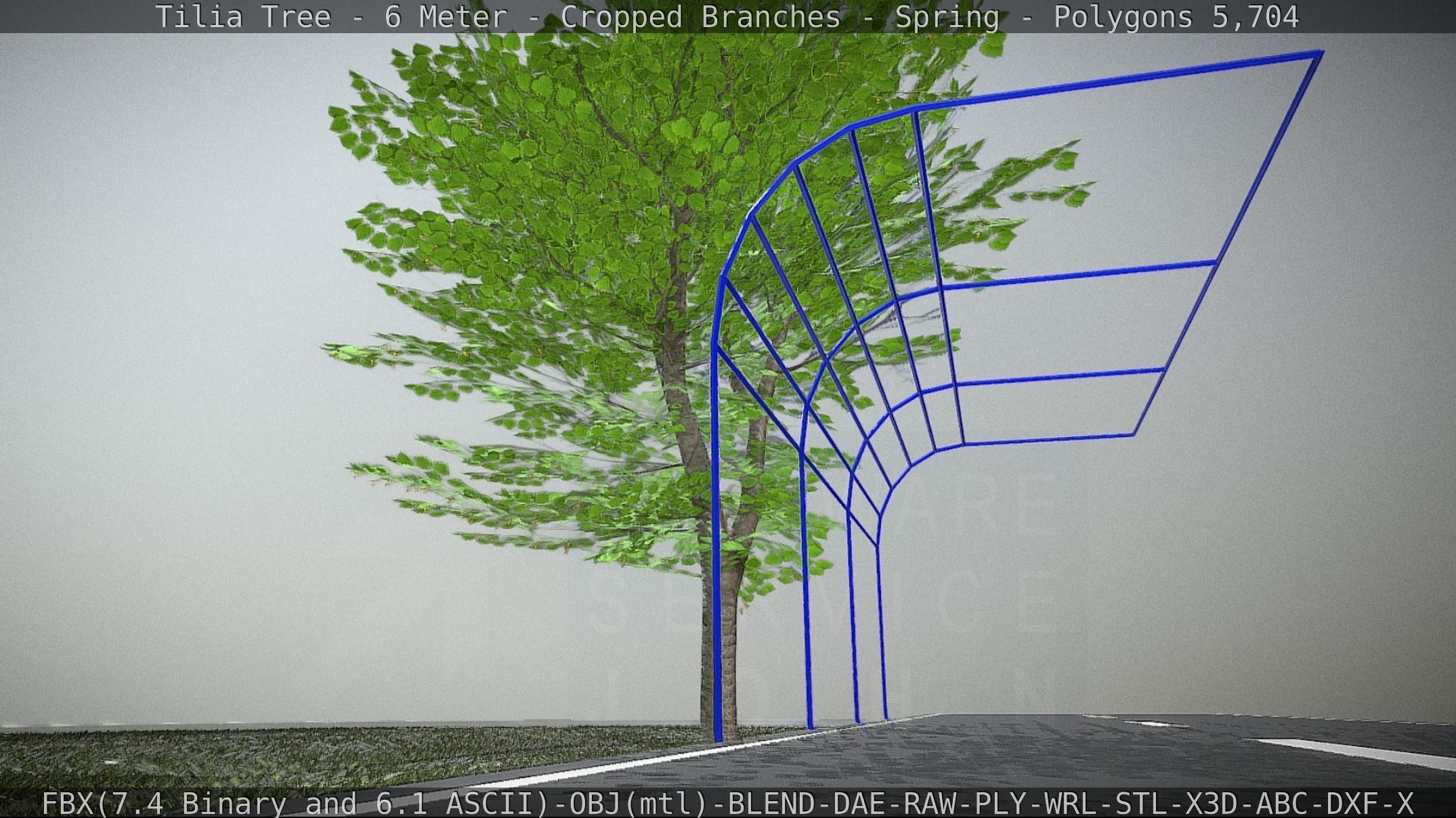 Tilia Tree - 6 Meter - Cropped Branches - Spring Low-poly 3D model_2