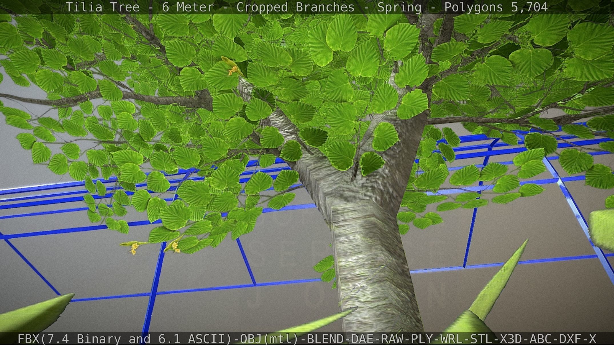 Tilia Tree - 6 Meter - Cropped Branches - Spring Low-poly 3D model_6