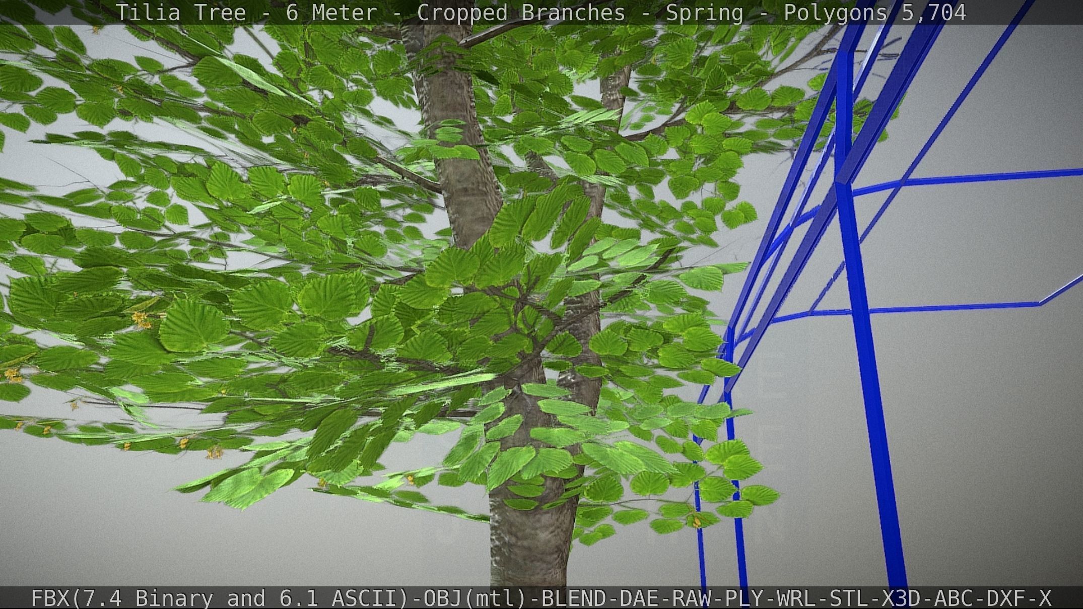 Tilia Tree - 6 Meter - Cropped Branches - Spring Low-poly 3D model_29