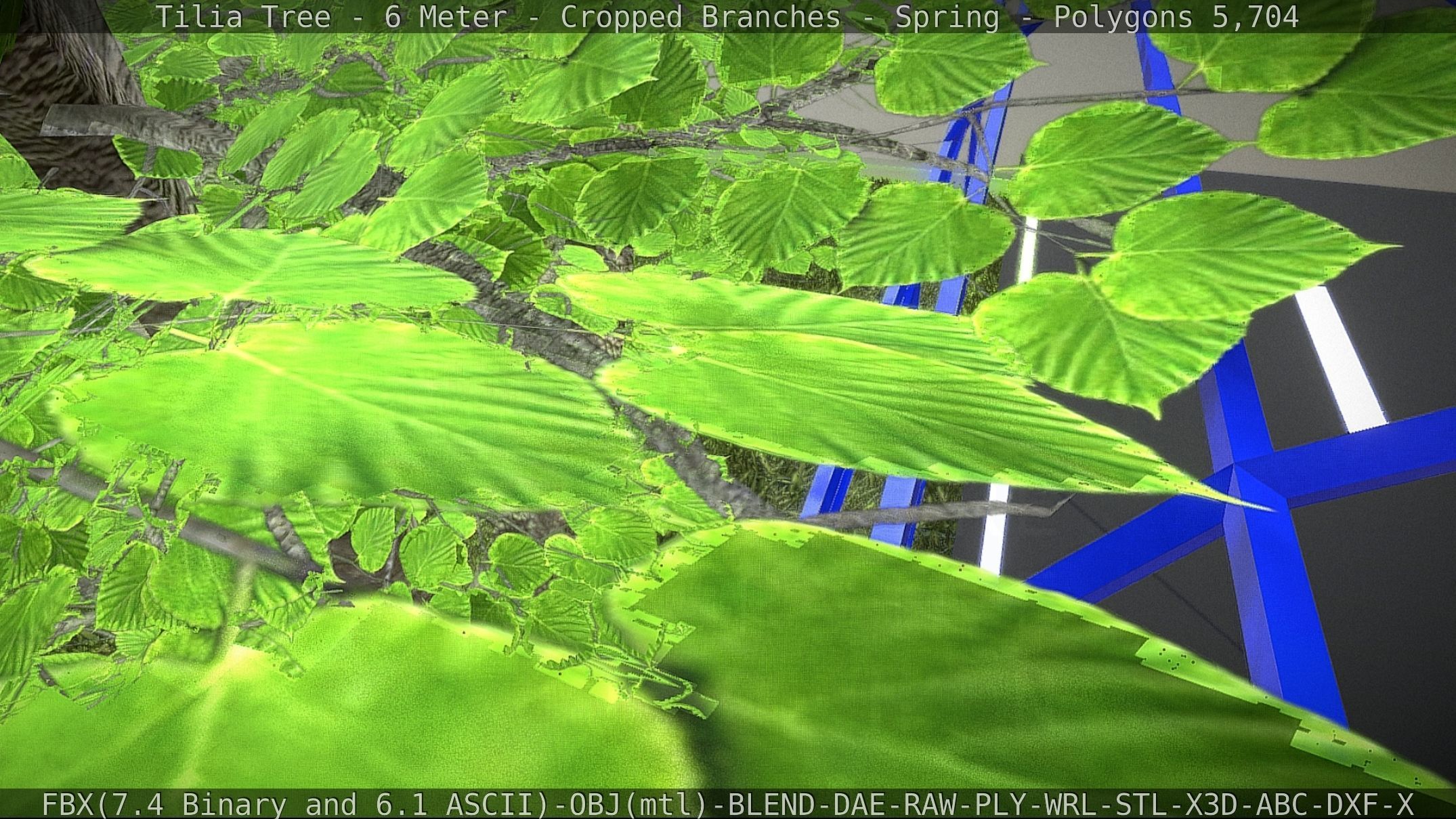 Tilia Tree - 6 Meter - Cropped Branches - Spring Low-poly 3D model_35