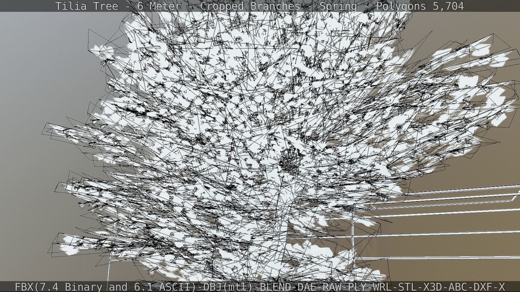 Tilia Tree - 6 Meter - Cropped Branches - Spring Low-poly 3D model_59