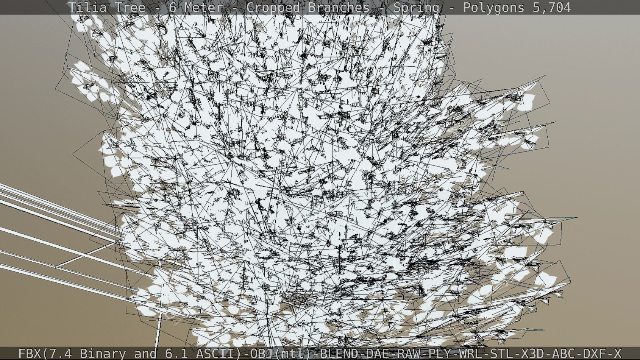 Tilia Tree - 6 Meter - Cropped Branches - Spring Low-poly 3D model_61