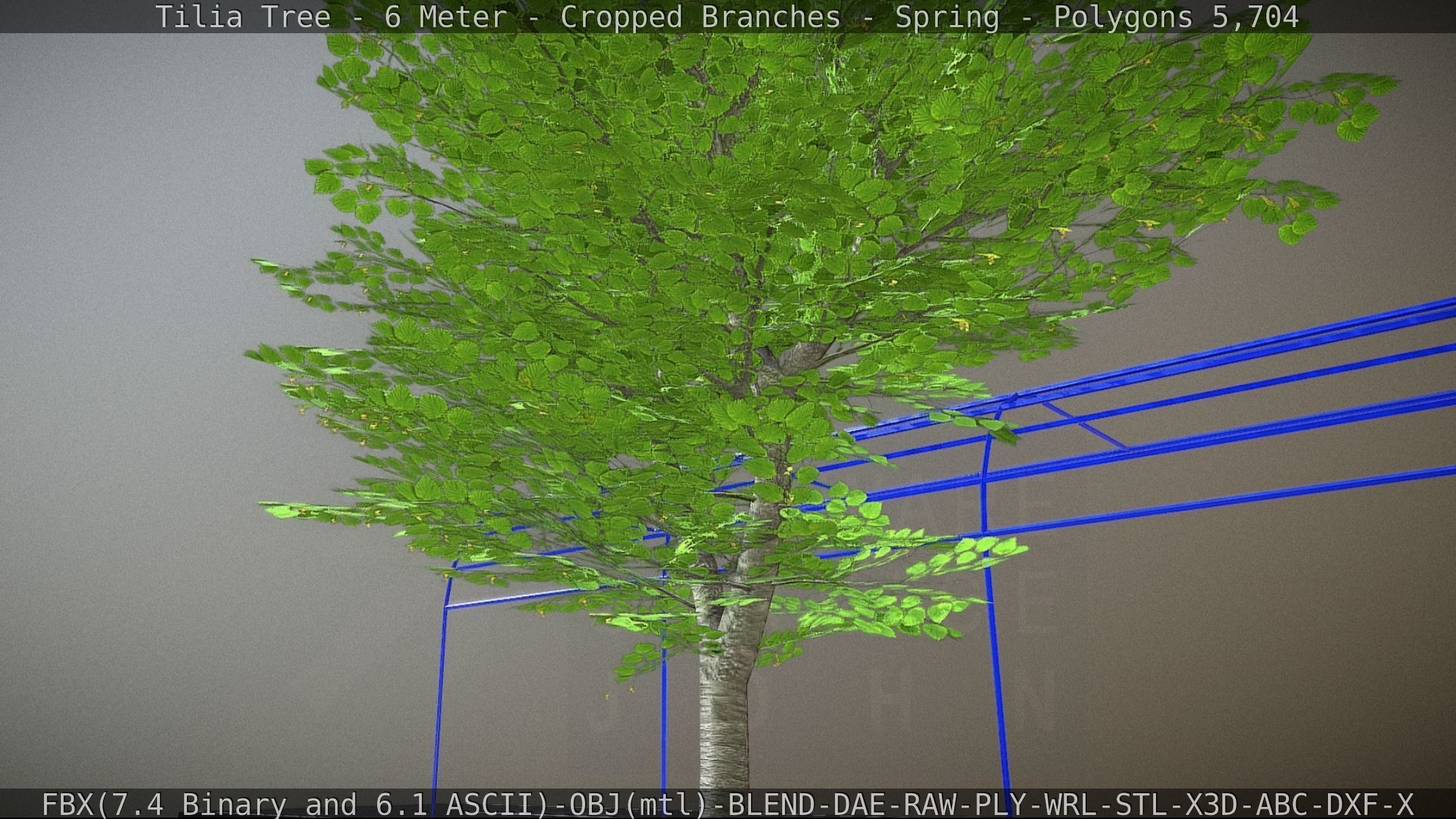 Tilia Tree - 6 Meter - Cropped Branches - Spring Low-poly 3D model_21