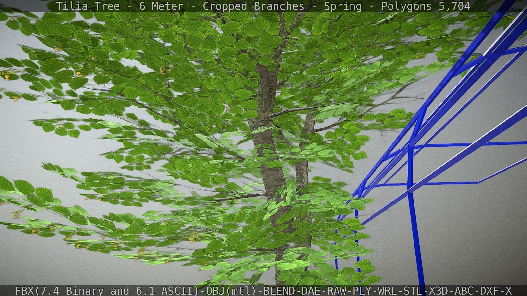 Tilia Tree - 6 Meter - Cropped Branches - Spring Low-poly 3D model_31