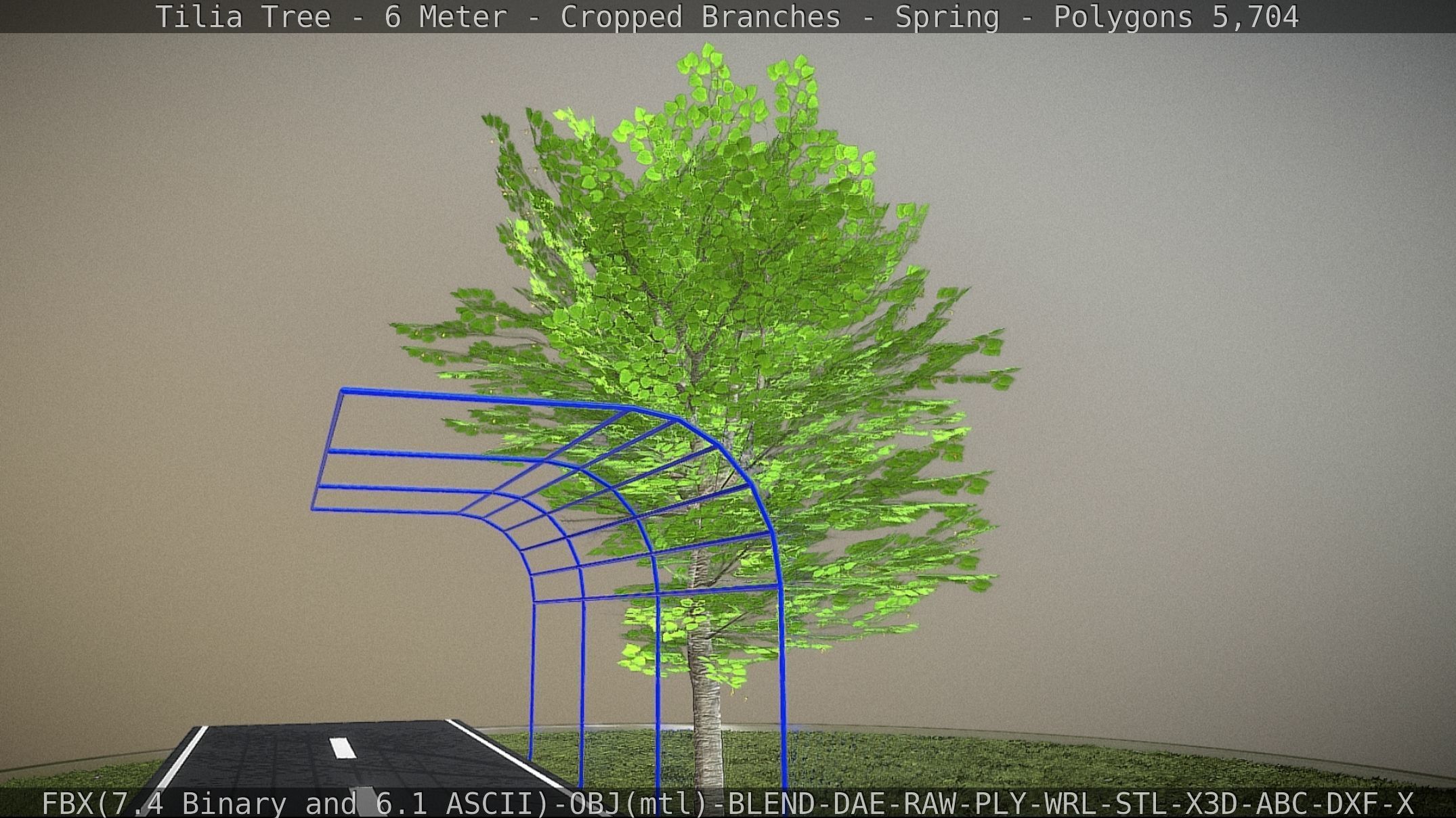 Tilia Tree - 6 Meter - Cropped Branches - Spring Low-poly 3D model_13