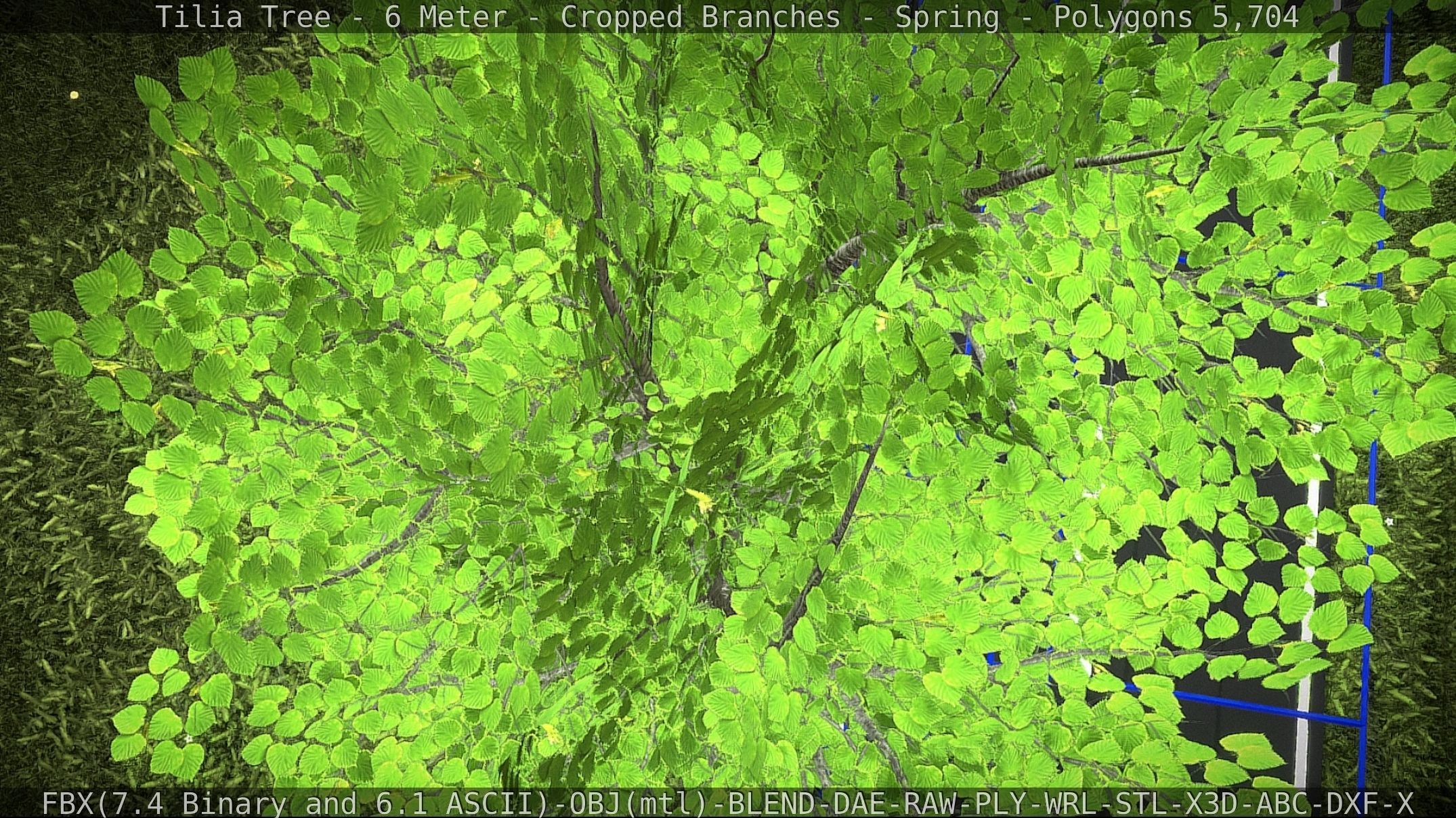 Tilia Tree - 6 Meter - Cropped Branches - Spring Low-poly 3D model_26