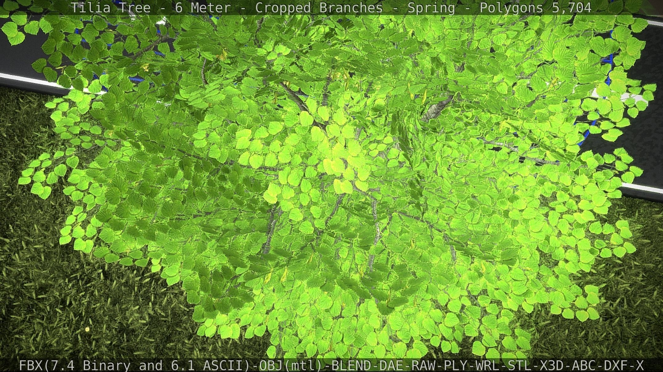 Tilia Tree - 6 Meter - Cropped Branches - Spring Low-poly 3D model_23