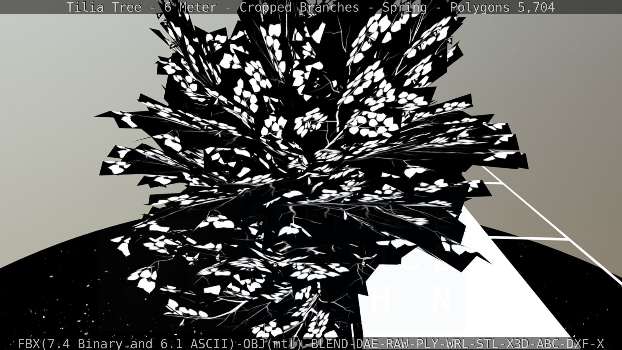 Tilia Tree - 6 Meter - Cropped Branches - Spring Low-poly 3D model_67