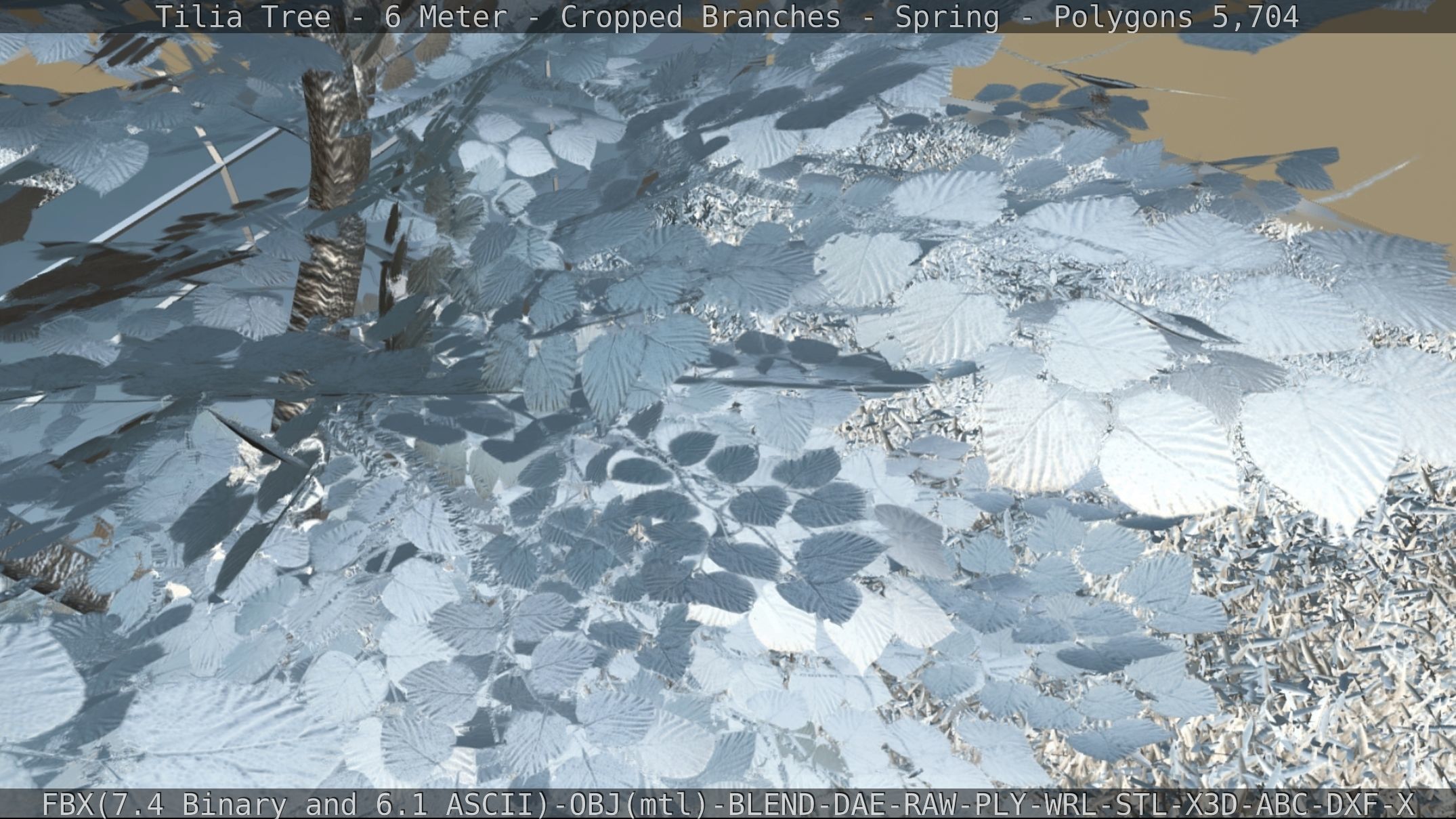 Tilia Tree - 6 Meter - Cropped Branches - Spring Low-poly 3D model_74