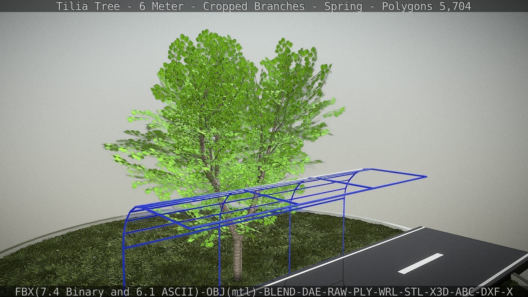 Tilia Tree - 6 Meter - Cropped Branches - Spring Low-poly 3D model_10