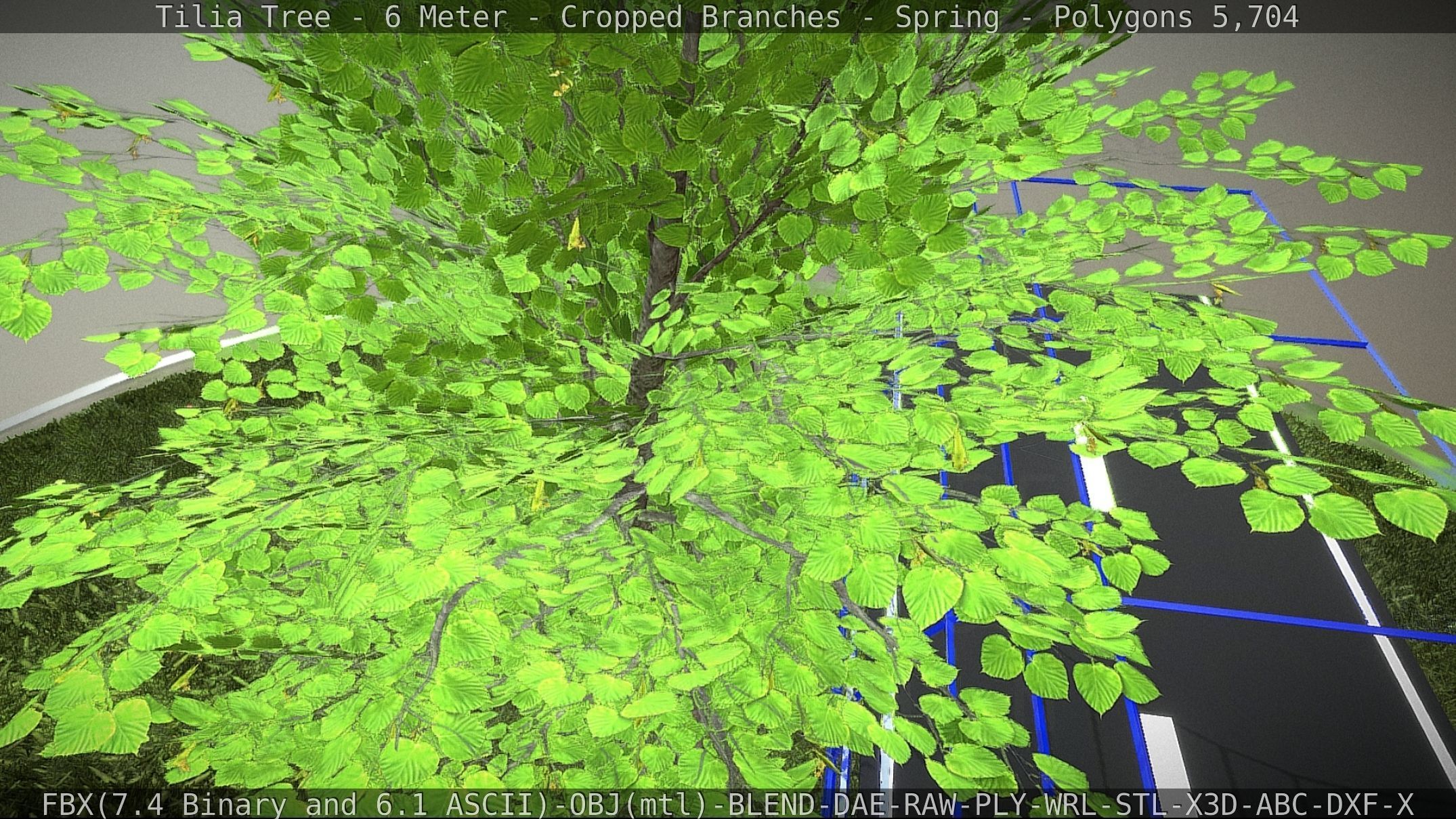 Tilia Tree - 6 Meter - Cropped Branches - Spring Low-poly 3D model_39
