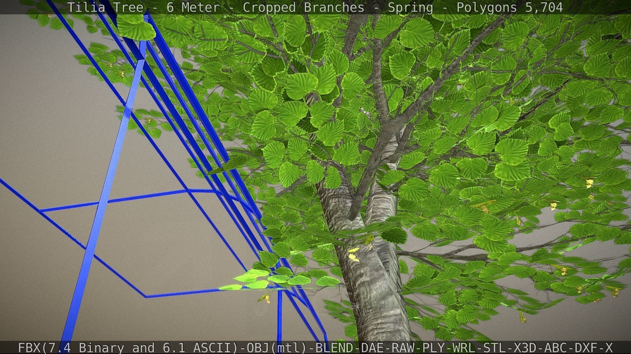 Tilia Tree - 6 Meter - Cropped Branches - Spring Low-poly 3D model_32