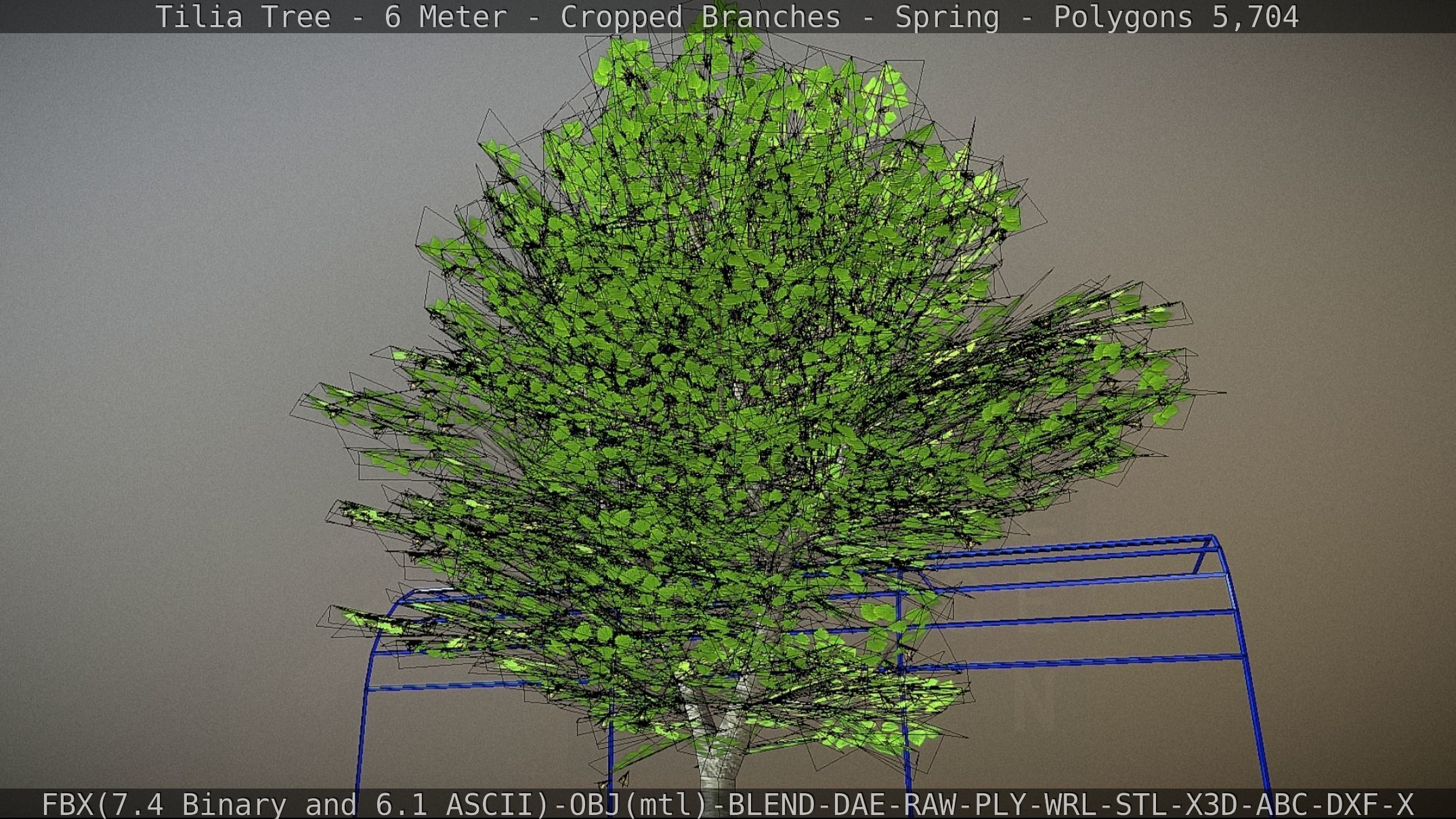 Tilia Tree - 6 Meter - Cropped Branches - Spring Low-poly 3D model_53