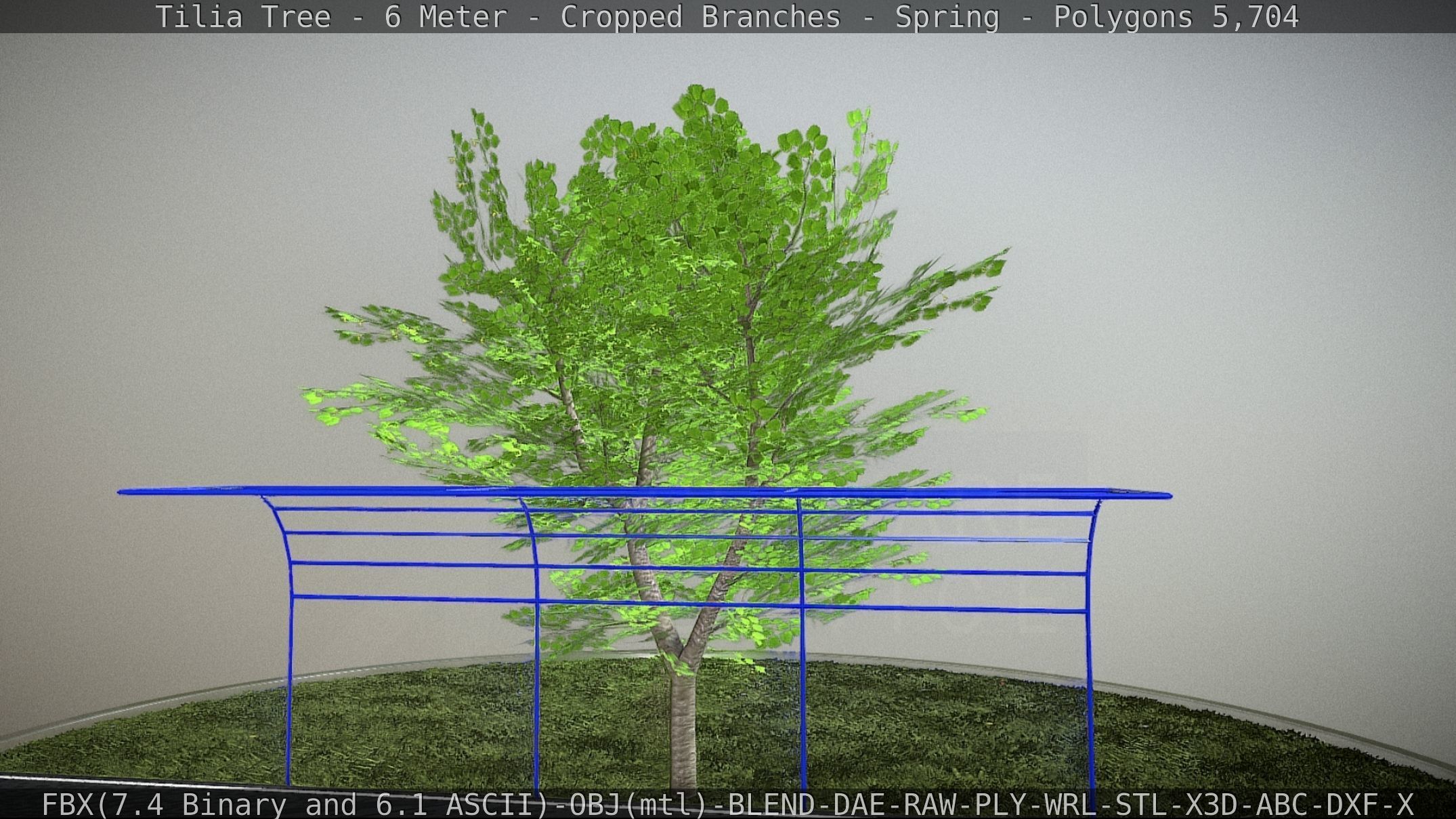 Tilia Tree - 6 Meter - Cropped Branches - Spring Low-poly 3D model_18