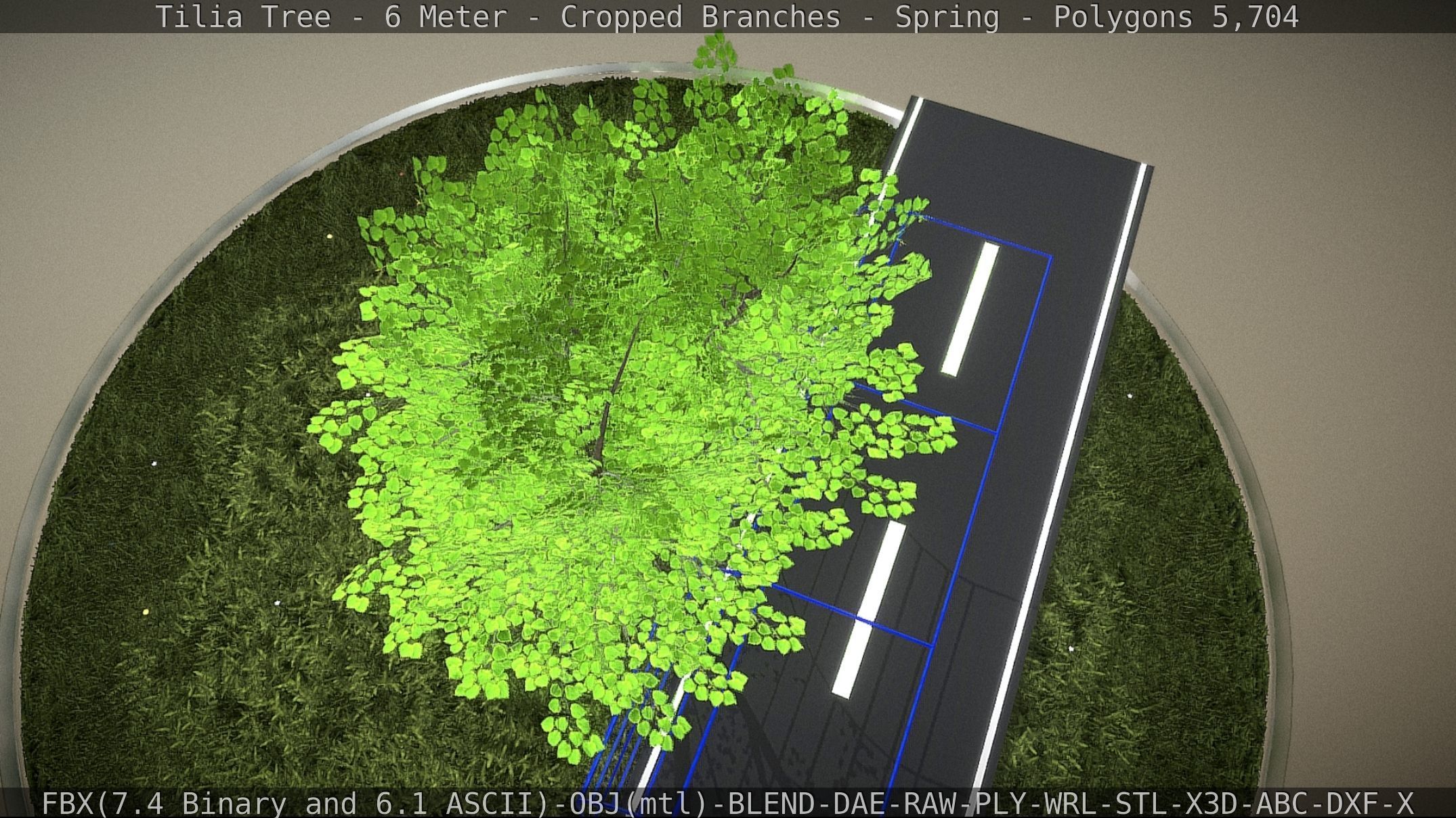 Tilia Tree - 6 Meter - Cropped Branches - Spring Low-poly 3D model_20