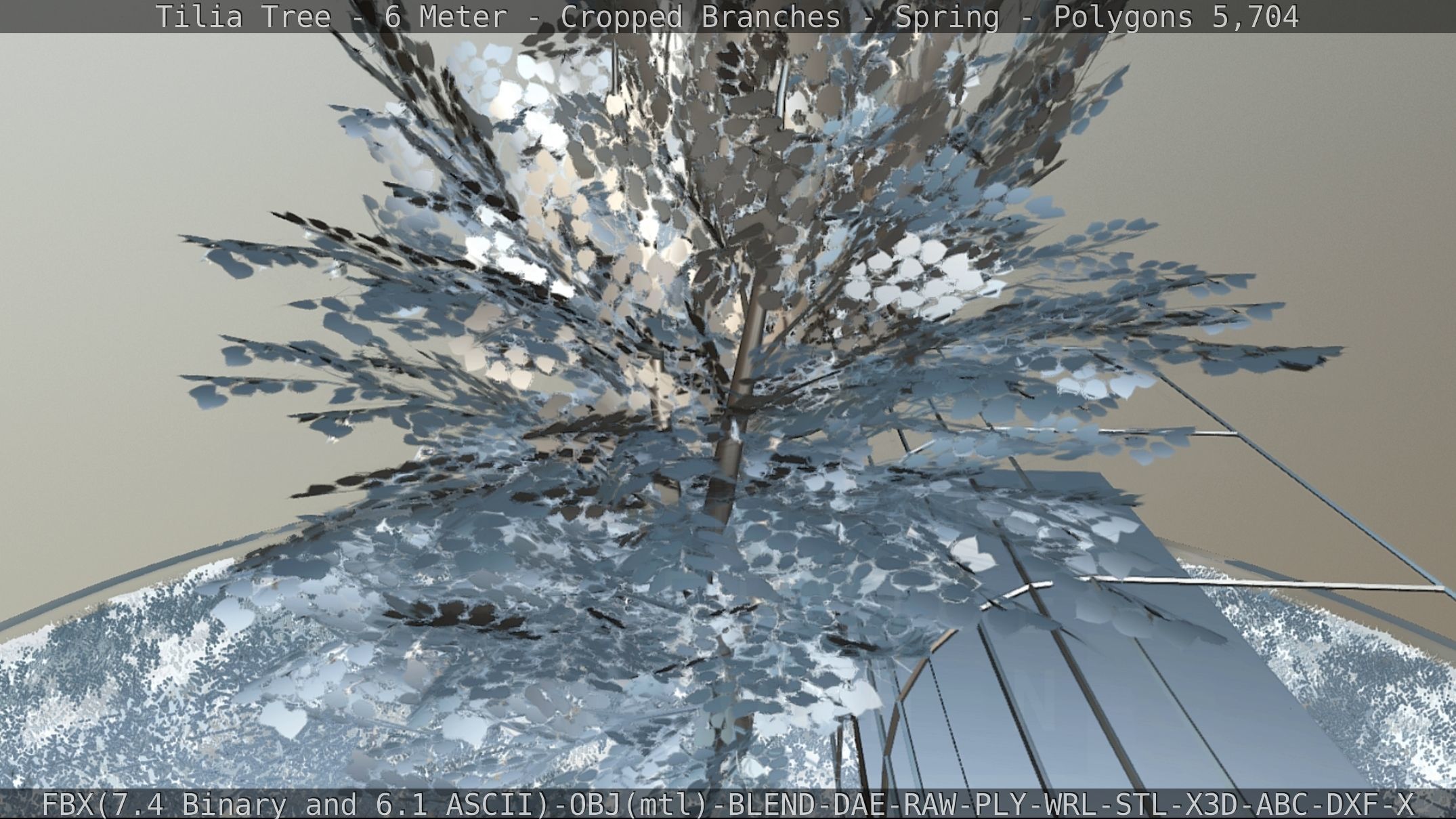 Tilia Tree - 6 Meter - Cropped Branches - Spring Low-poly 3D model_73