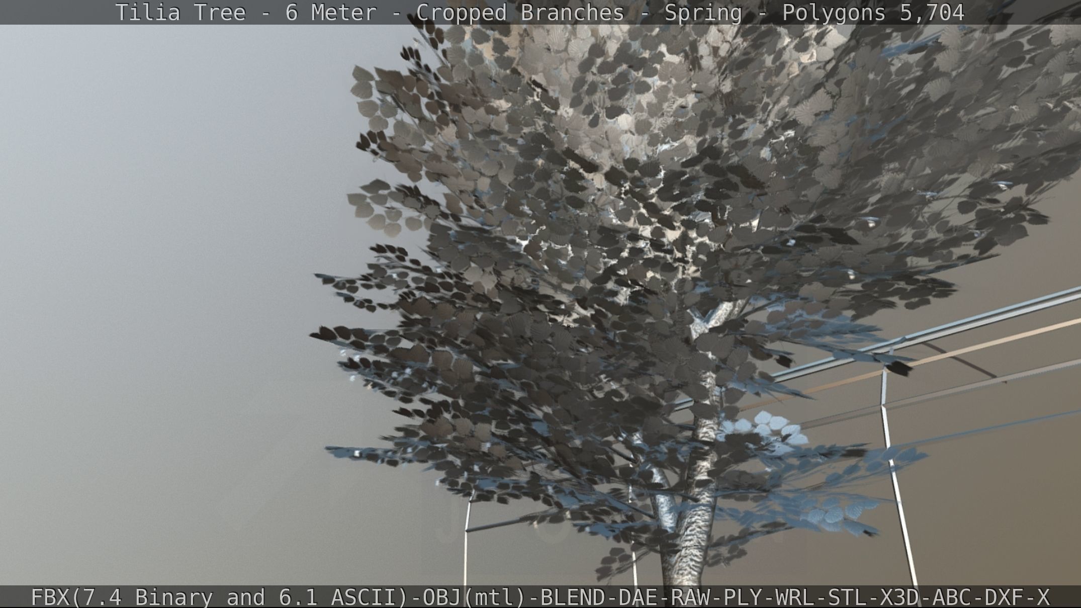 Tilia Tree - 6 Meter - Cropped Branches - Spring Low-poly 3D model_78