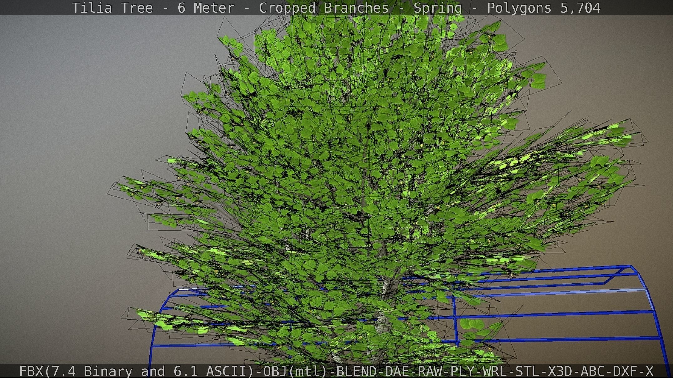 Tilia Tree - 6 Meter - Cropped Branches - Spring Low-poly 3D model_54