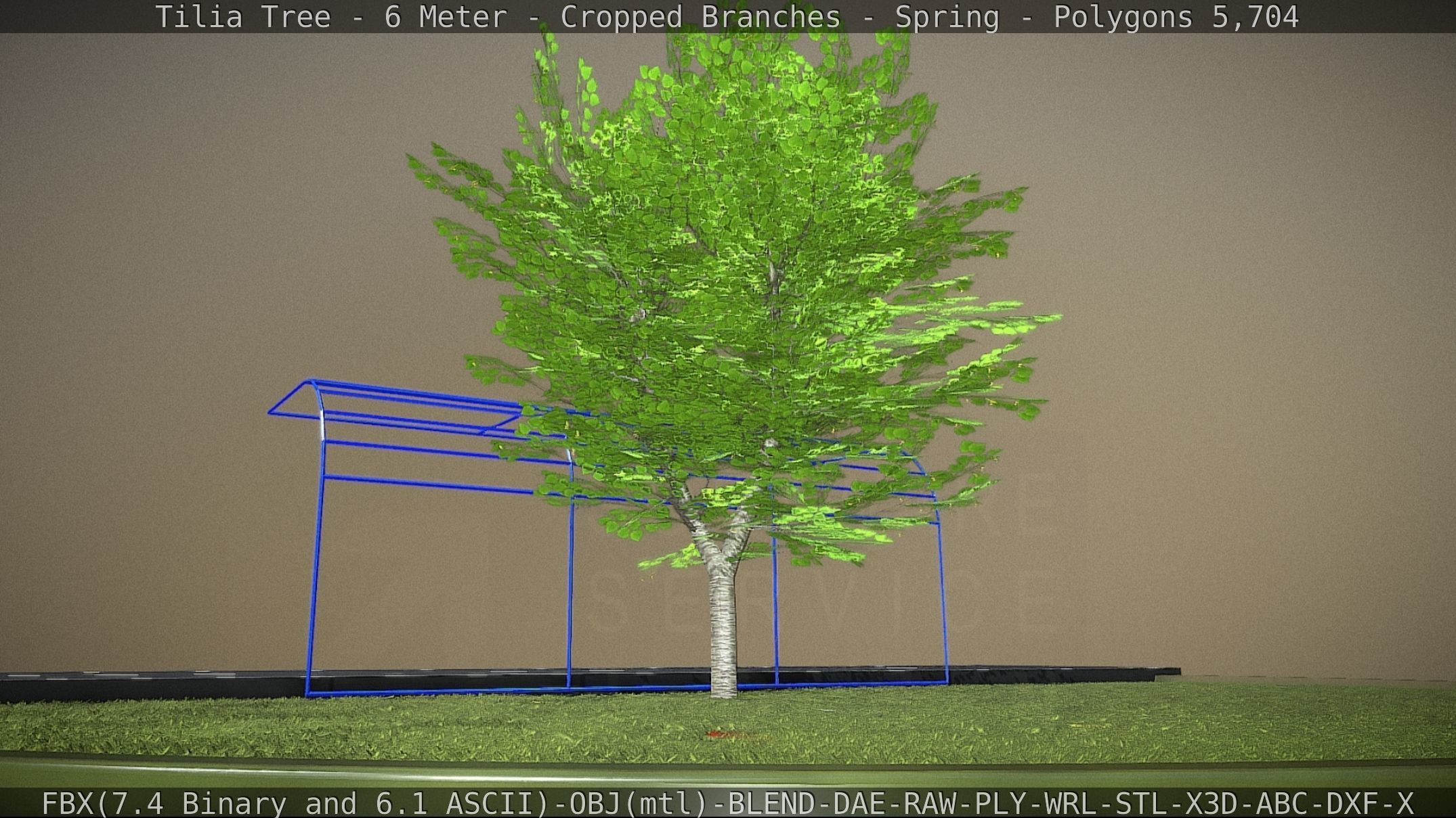 Tilia Tree - 6 Meter - Cropped Branches - Spring Low-poly 3D model_44