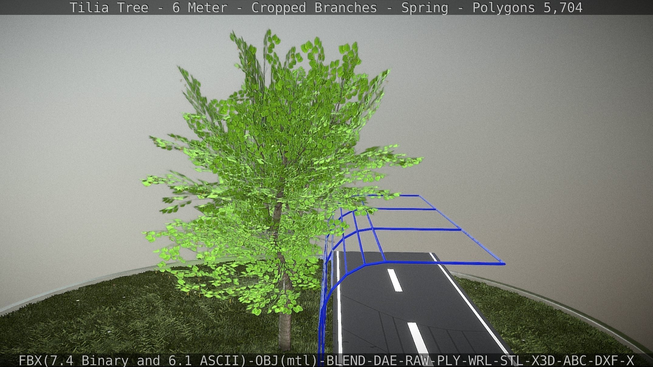 Tilia Tree - 6 Meter - Cropped Branches - Spring Low-poly 3D model_9