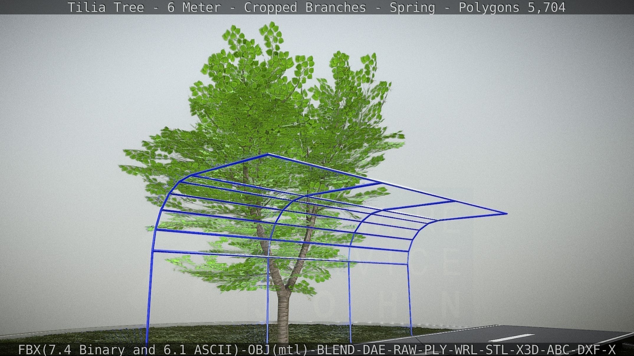 Tilia Tree - 6 Meter - Cropped Branches - Spring Low-poly 3D model_16