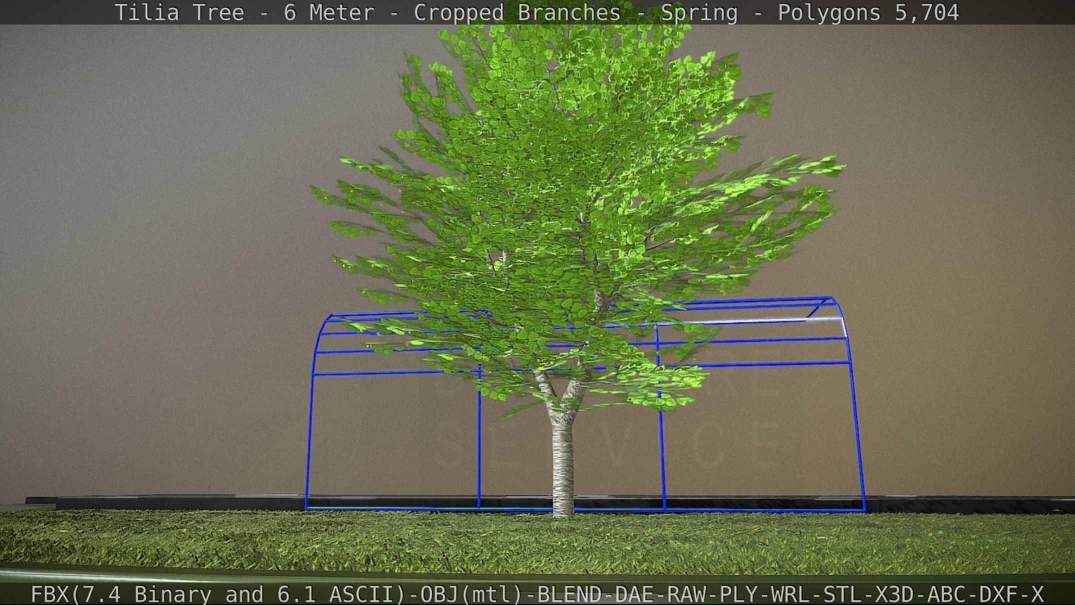 Tilia Tree - 6 Meter - Cropped Branches - Spring Low-poly 3D model_4
