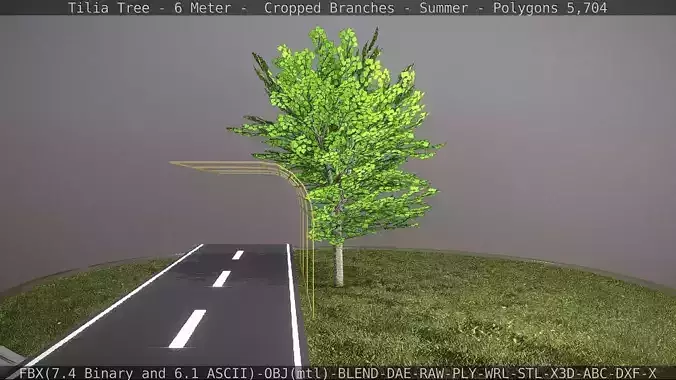 Tilia Tree - 6 Meter -  Cropped Branches - Summer Low-poly 3D model