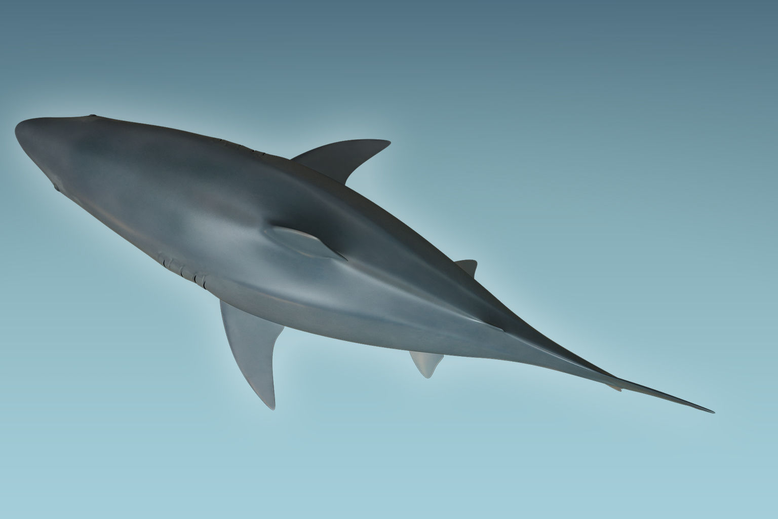 Great White Shark 3D model_4