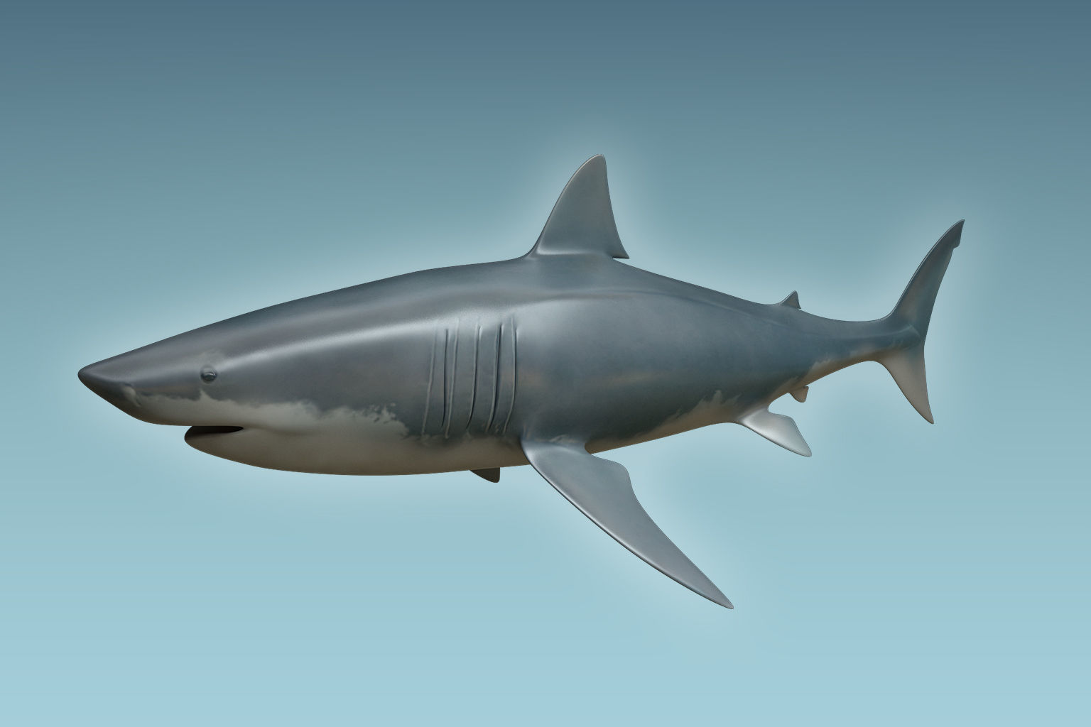 Great White Shark 3D model_1