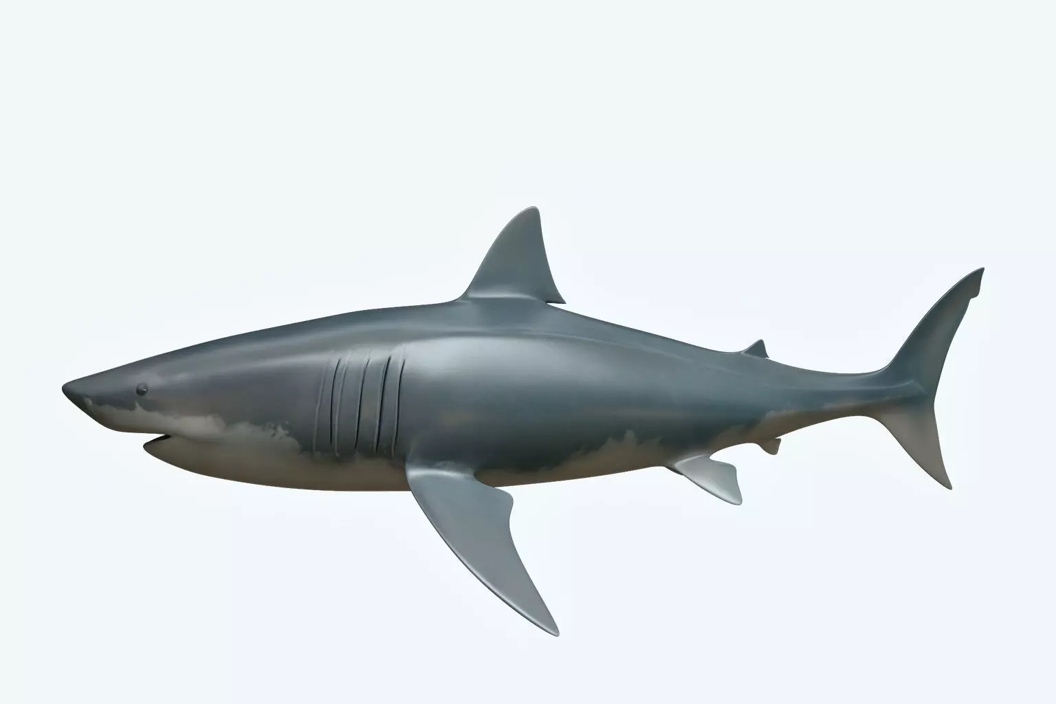 Great White Shark 3D model_0