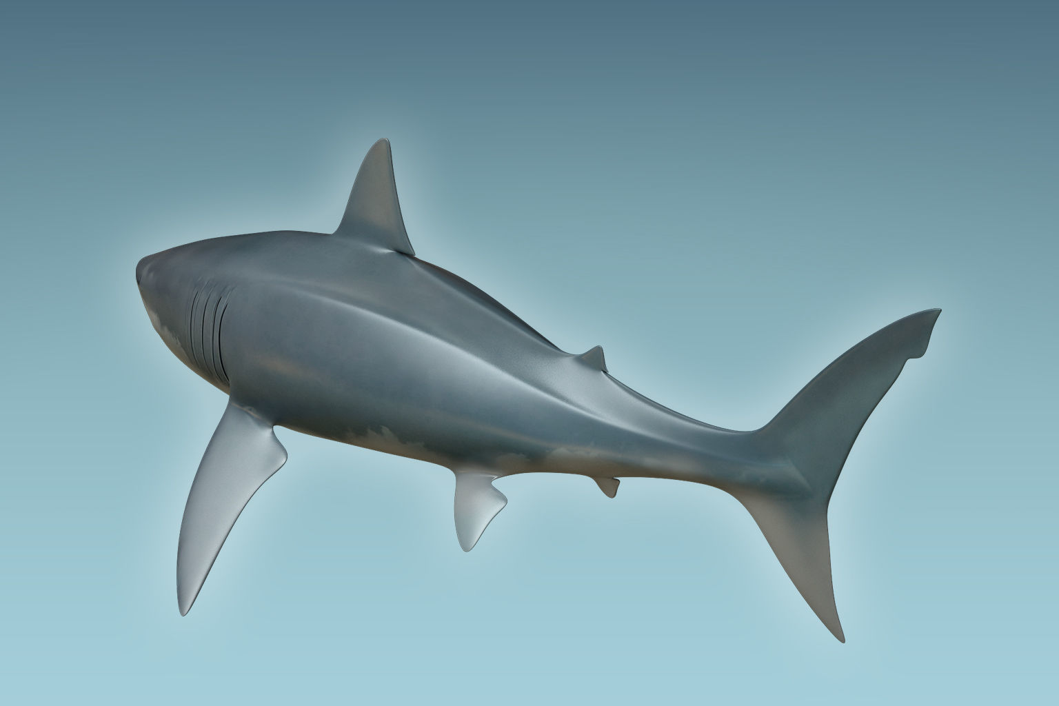 Great White Shark 3D model_6