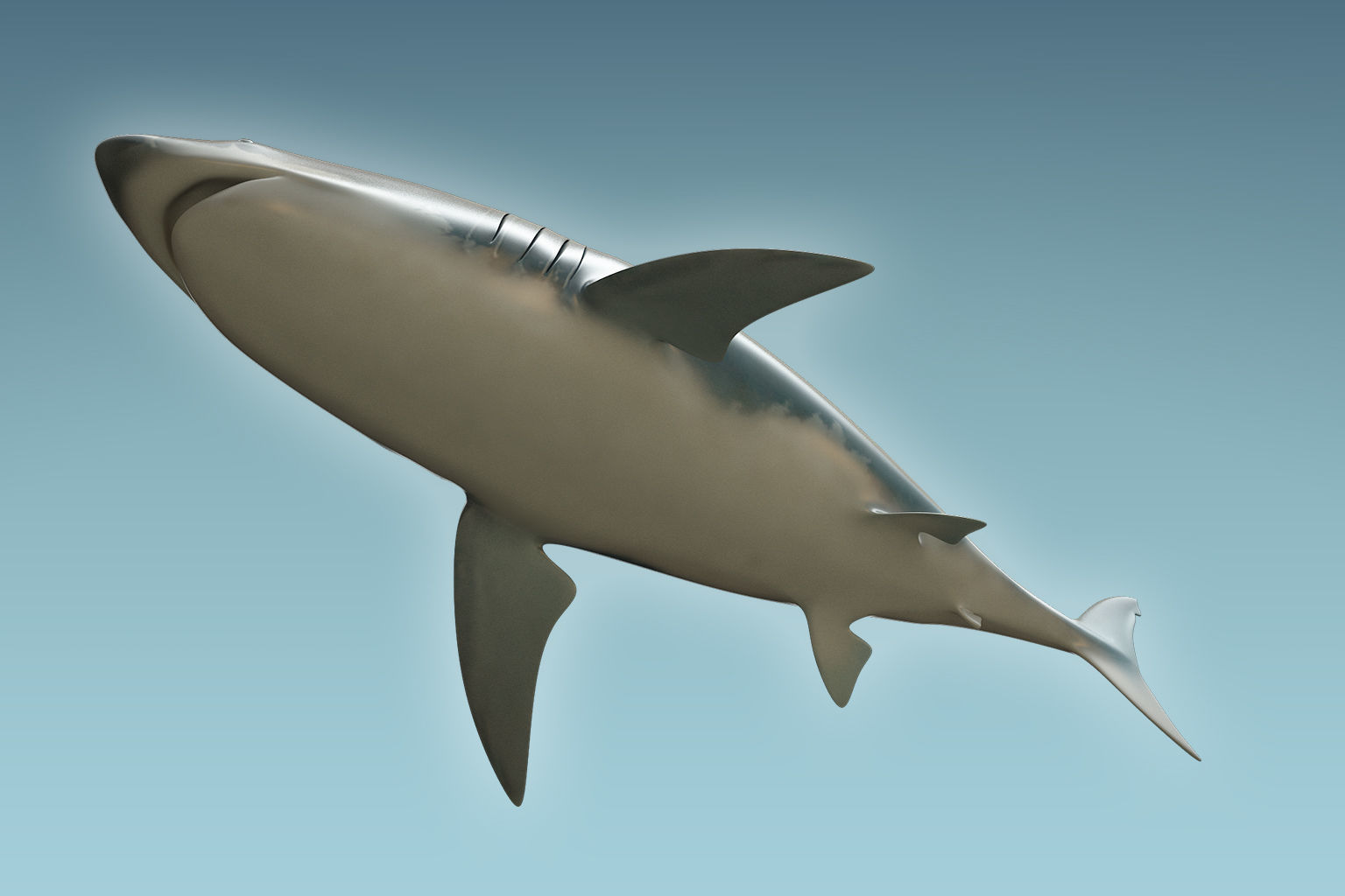 Great White Shark 3D model_5