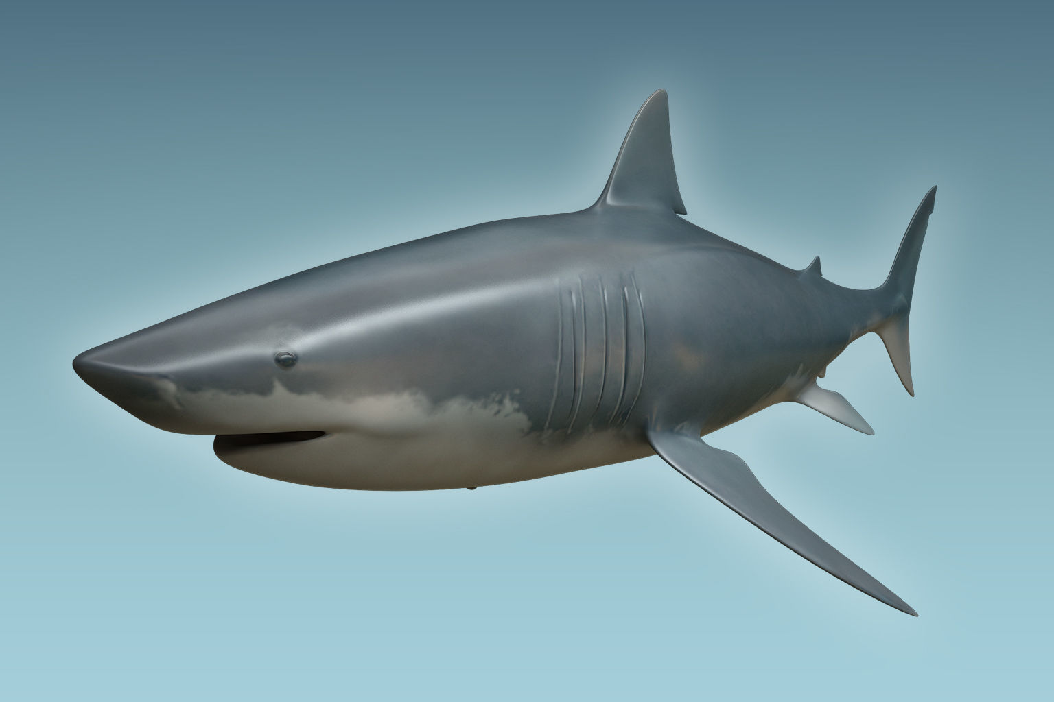Great White Shark 3D model_3