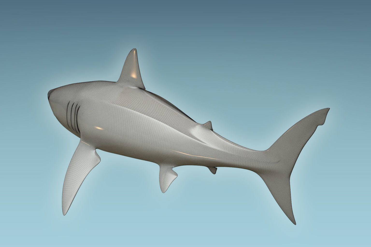 Great White Shark 3D model_7