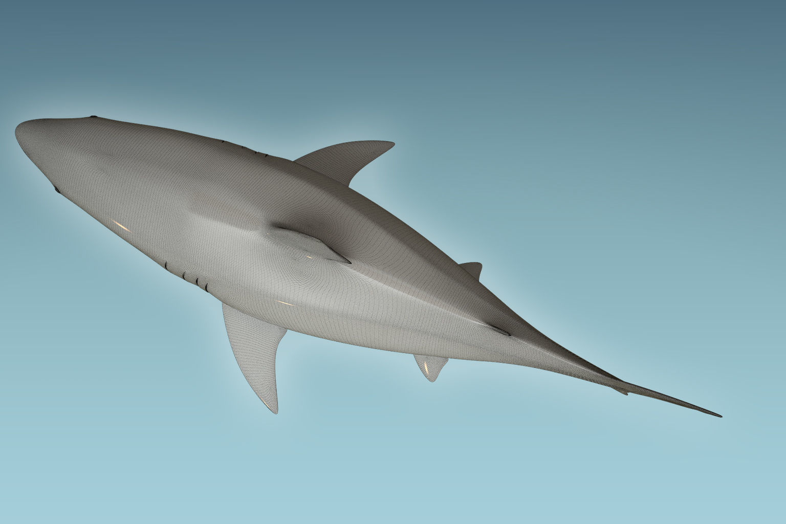 Great White Shark 3D model_8