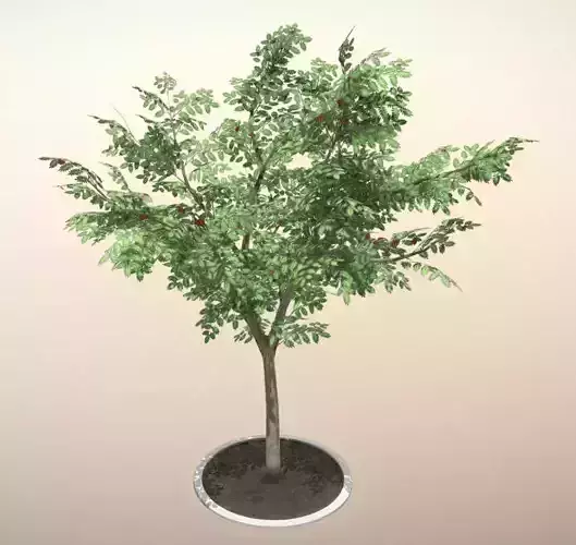 Rowan Tree - Sorbus-Aucuparia - 12m - Summer Low-poly 3D model