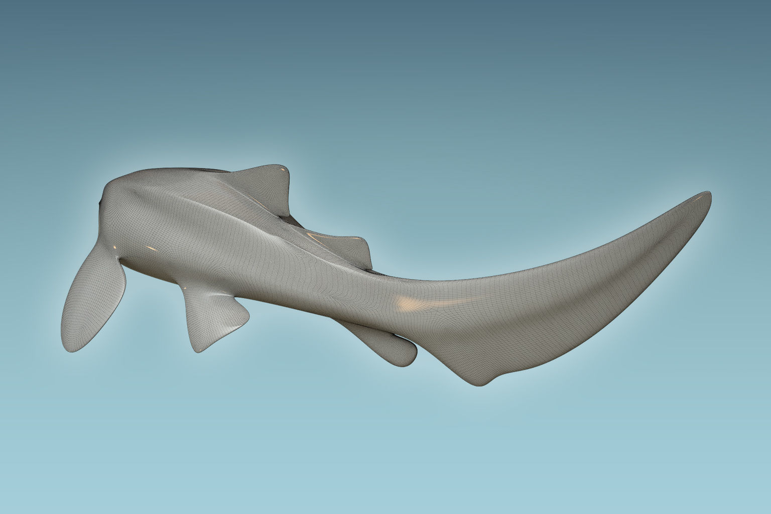Zebra Shark 3D model_7