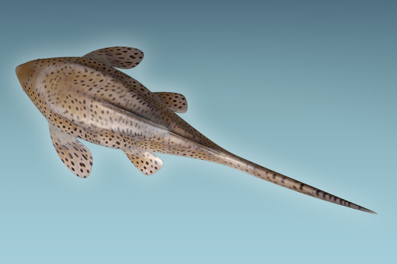 Zebra Shark 3D model_6
