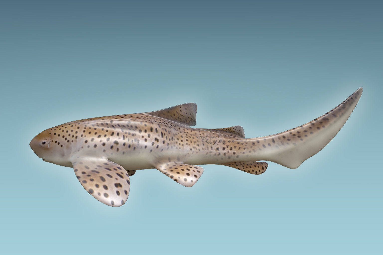 Zebra Shark 3D model_4