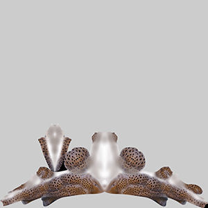 Zebra Shark 3D model_9