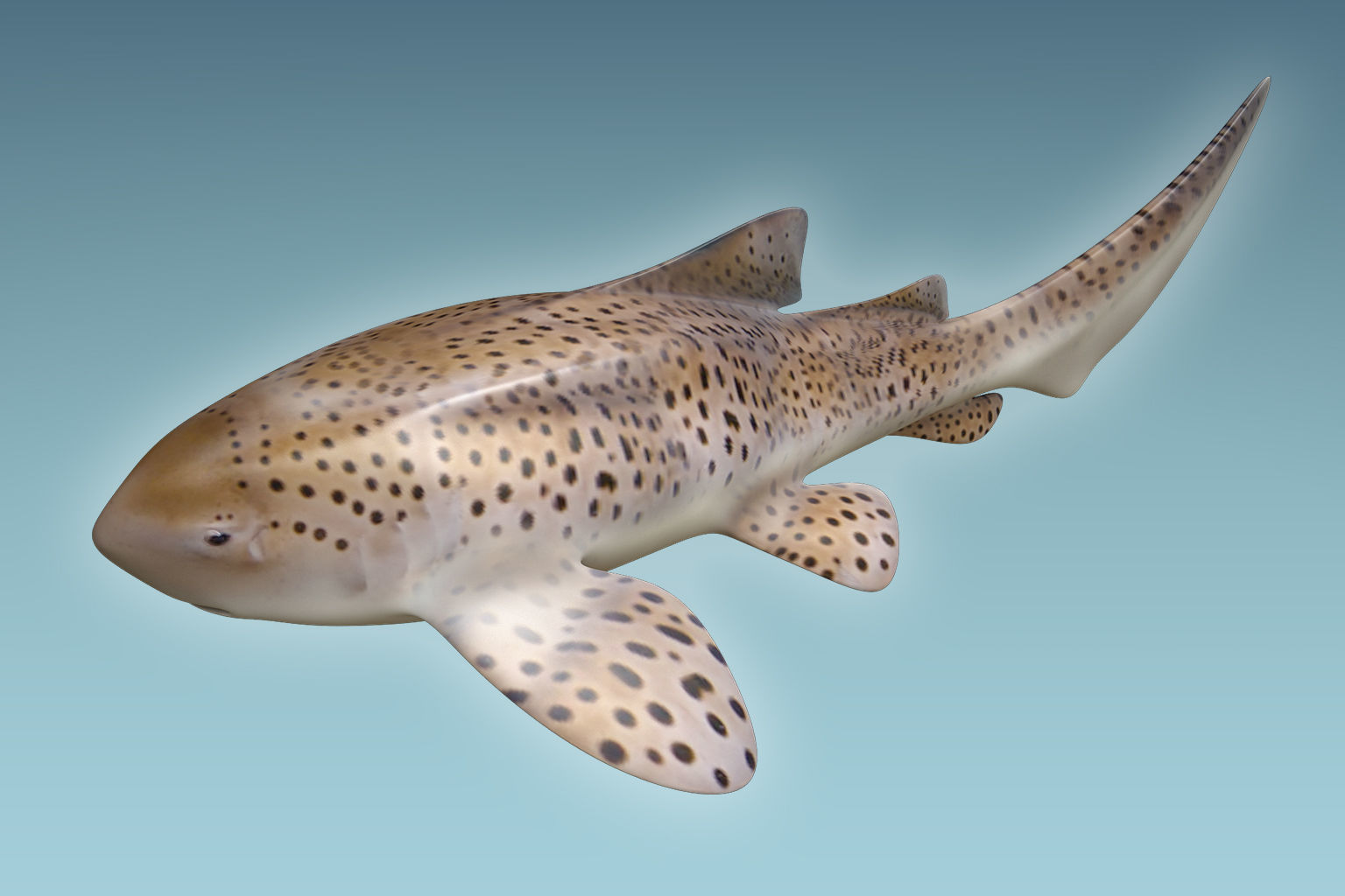 Zebra Shark 3D model_1