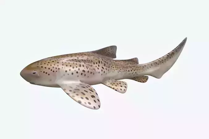 Zebra Shark
