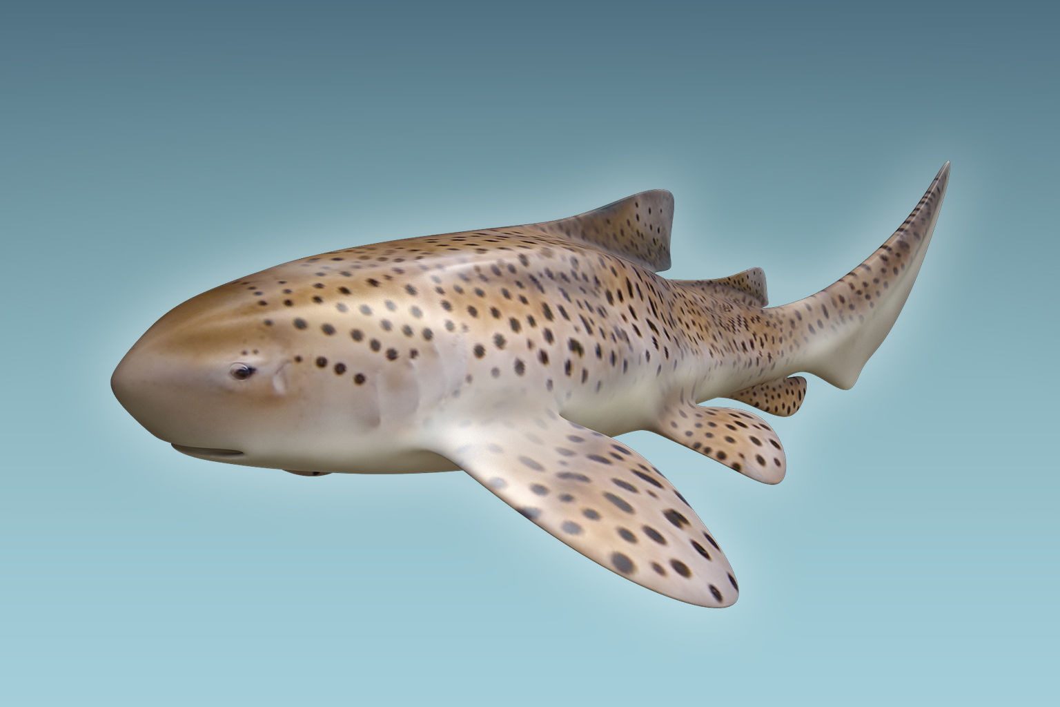 Zebra Shark 3D model_2