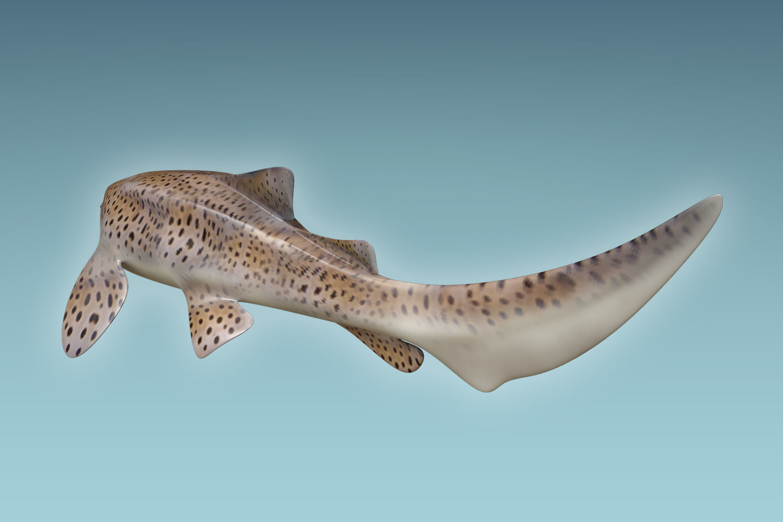Zebra Shark 3D model_5